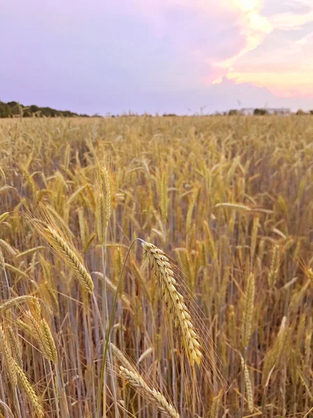 農業小麦畑のクローズアップショット — ストック写真