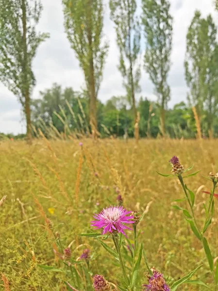 Nahaufnahme Von Schönen Wildblumen — Stockfoto