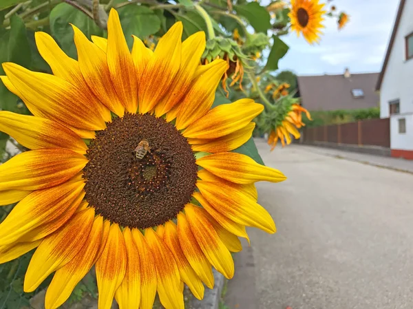 Närbild Skott Vackra Blommande Dekorativa Solrosor — Stockfoto