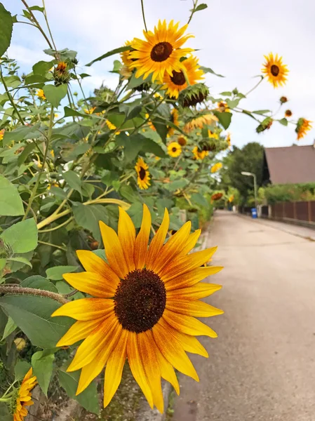 Nahaufnahme Schöner Blühender Dekorativer Sonnenblumen — Stockfoto