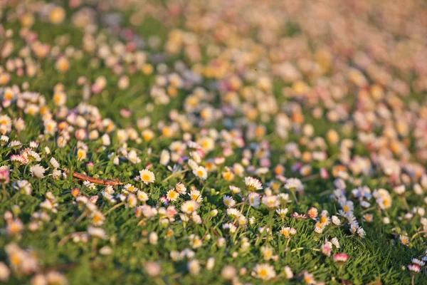 Blízkej Záběr Krásných Květů Kvetoucích Polí — Stock fotografie