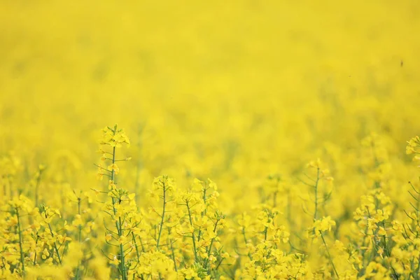 güzel çiçek açan sarı çiçeklerin yakın çekim