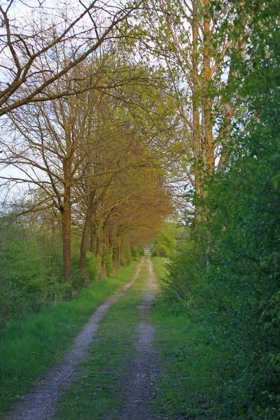 Γραφική Θέα Του Δρόμου Μέσα Από Πράσινο Τοπίο Δάσος — Φωτογραφία Αρχείου