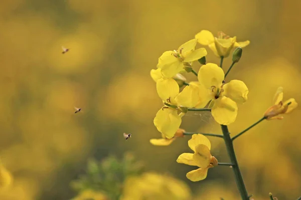 Primer Plano Hermosas Flores Amarillas Florecientes Rodeadas Pequeños Insectos —  Fotos de Stock