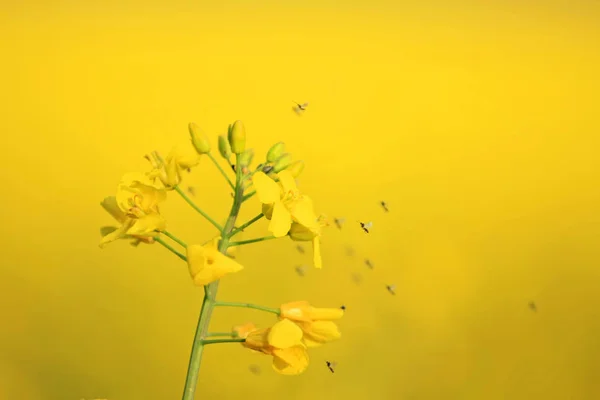 Primer Plano Hermosas Flores Amarillas Florecientes Rodeadas Pequeños Insectos —  Fotos de Stock