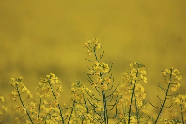 Primer Plano Hermosas Flores Amarillas Flor —  Fotos de Stock