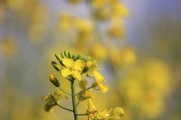 Primer Plano Hermosas Flores Amarillas Flor —  Fotos de Stock