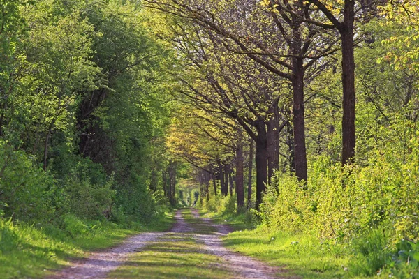 Живописный Вид Дорогу Через Зеленый Лесной Пейзаж — стоковое фото