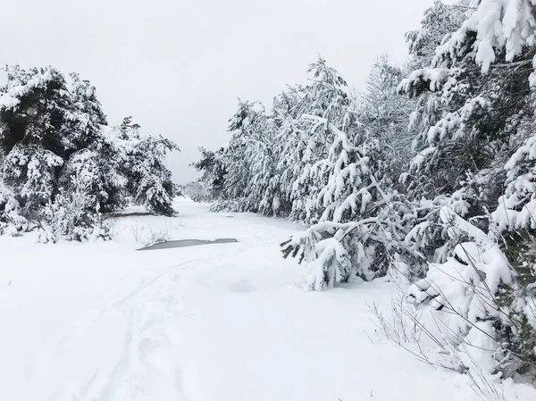 积雪覆盖森林景观景观 — 图库照片
