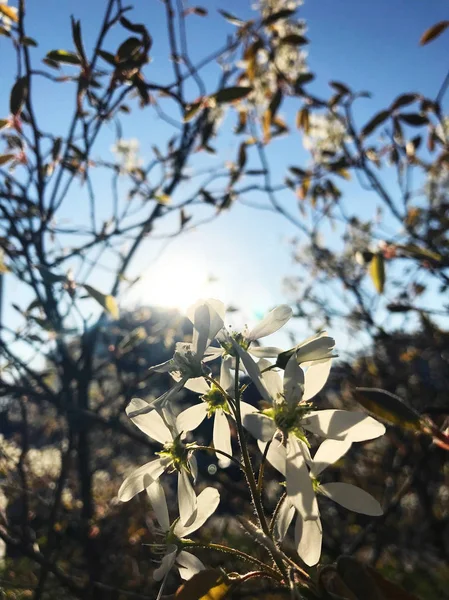 Ormandaki Ağaç Dallarının Yakın Görüntüsü — Stok fotoğraf