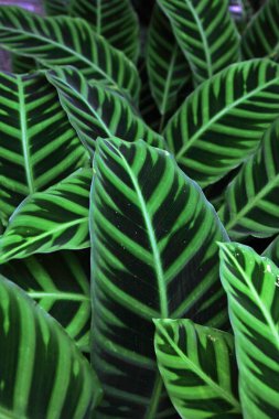 Sulu bitkilerin yakın görüntüsü ayrıntılar