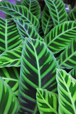 Sulu bitkilerin yakın görüntüsü ayrıntılar