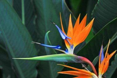 Güzel çiçek bitkisinin yakın görüntüsü