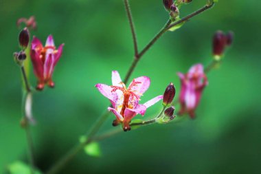 Güzel çiçek bitkisinin yakın görüntüsü