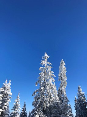 güzel karlı dağların sakin atış
