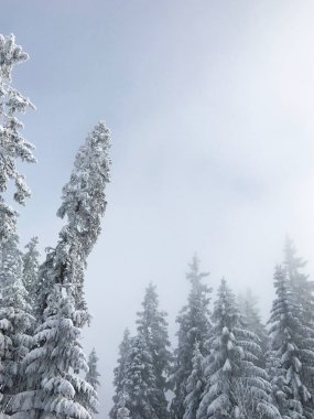 güzel kar iğneli orman sakin atış