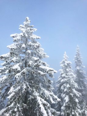 güzel kar iğneli orman sakin atış