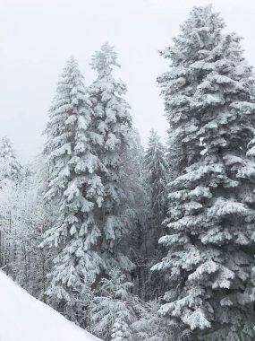 güzel kar iğneli orman sakin atış