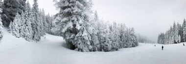 güzel kar iğneli orman sakin atış