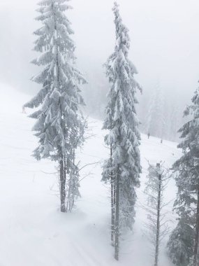 güzel kar iğneli orman sakin atış