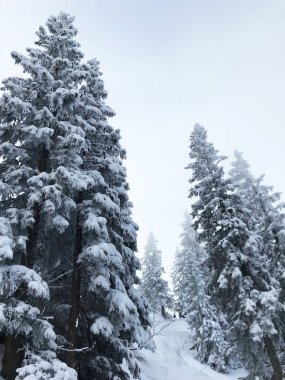 güzel kar iğneli orman sakin atış