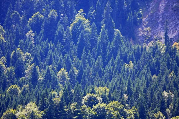 Schilderachtige Foto Van Het Prachtige Berg Woud Voor Achtergrond — Stockfoto