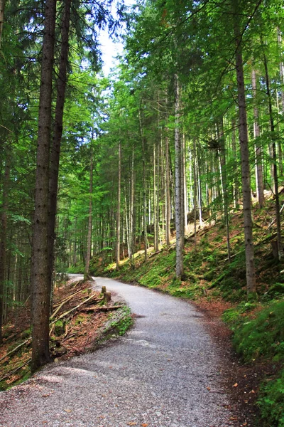 Живописный Снимок Красивого Горного Леса Дорогой — стоковое фото
