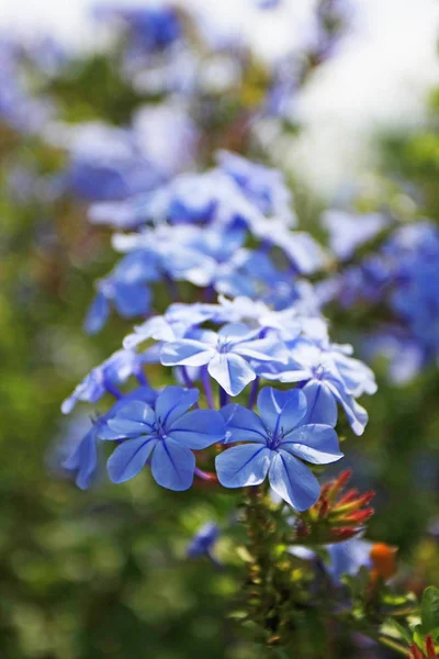 Güzel Çiçek Bitkisinin Yakın Görüntüsü — Stok fotoğraf