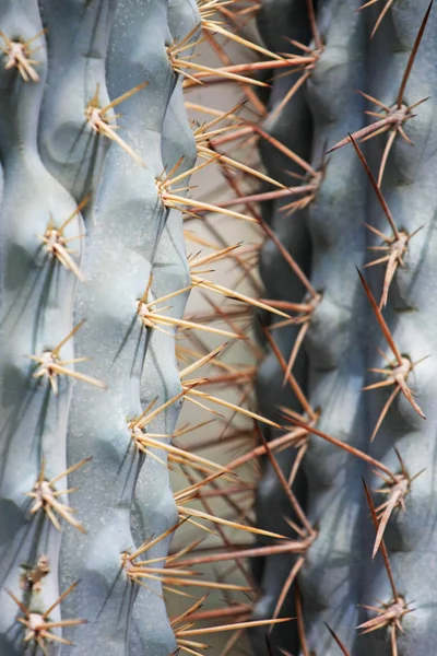 Detailní Pohled Šťavnaté Rostliny Detaily — Stock fotografie