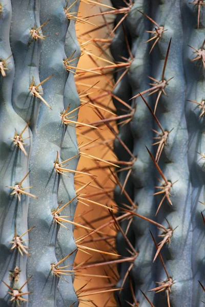 Nahaufnahme Von Sukkulenten Pflanzen Details — Stockfoto