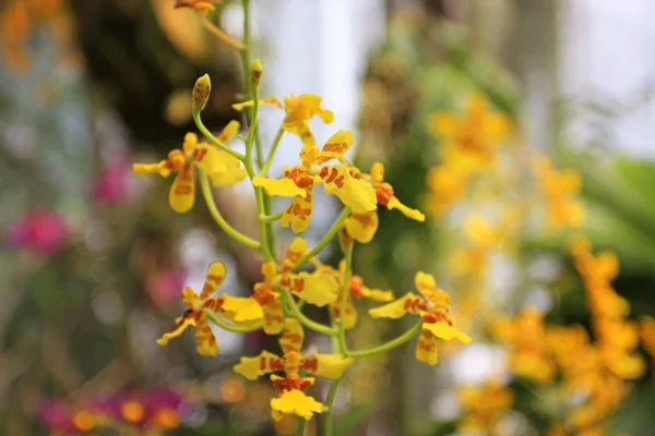 美しい花の植物の近景 — ストック写真