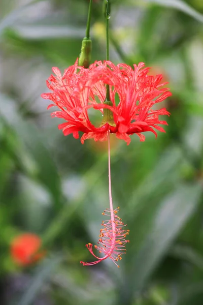 Close Uitzicht Mooie Bloem Plant — Stockfoto