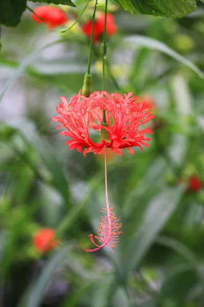Güzel Çiçek Bitkisinin Yakın Görüntüsü — Stok fotoğraf