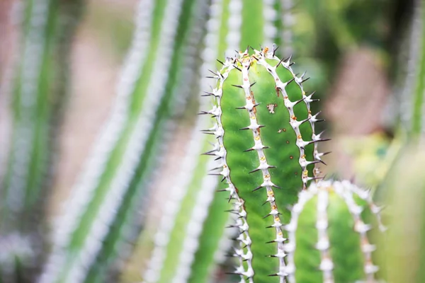 Vista Cerca Plantas Suculentas Detalles — Foto de Stock