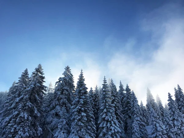 Colpo Tranquillo Bella Neve Foresta Conifere — Foto Stock