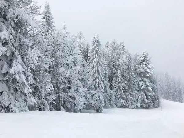 美丽的雪针叶森林的宁静镜头 — 图库照片