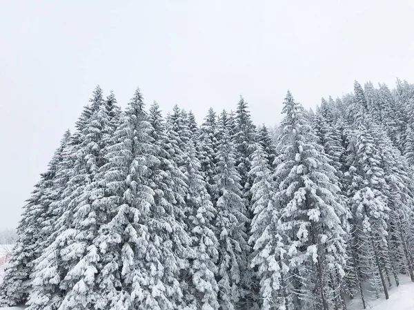 Тихий Выстрел Красивого Снежного Хвойного Леса — стоковое фото
