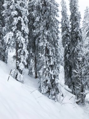 güzel kar iğneli orman sakin atış