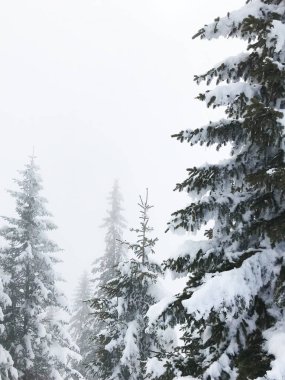 güzel kar iğneli orman sakin atış