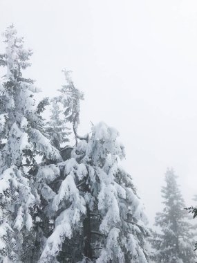 güzel kar iğneli orman sakin atış