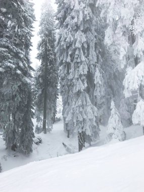 güzel kar iğneli orman sakin atış