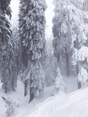 güzel kar iğneli orman sakin atış