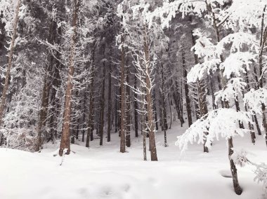 Kış manzaralı orman manzarası