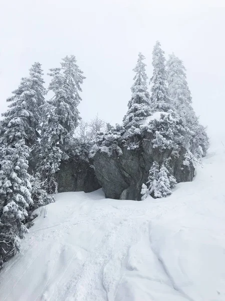 Rustige Shot Van Prachtige Sneeuw Naald Bos — Stockfoto