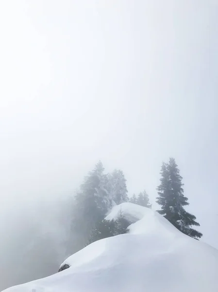 Rustige Shot Van Prachtige Sneeuw Naald Bos — Stockfoto