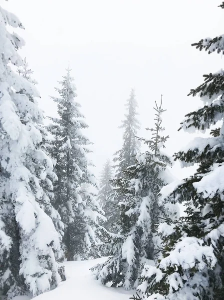 Rustige Shot Van Prachtige Sneeuw Naald Bos — Stockfoto