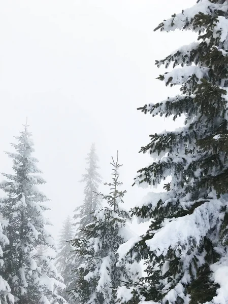 güzel kar iğneli orman sakin atış