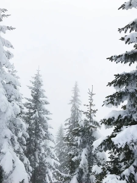 Rustige Shot Van Prachtige Sneeuw Naald Bos — Stockfoto