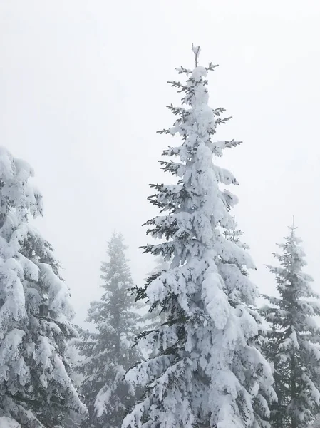 Γαλήνια Βολή Του Όμορφου Δάσους Κωνοφόρων Χιονιού — Φωτογραφία Αρχείου