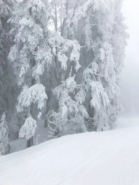 Rustige Shot Van Prachtige Sneeuw Naald Bos — Stockfoto